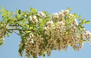 Địa chỉ bán hoa hòe ở Hà Nội