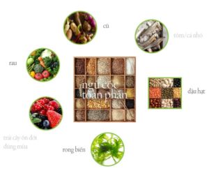 Nguyên tắc lựa chọn thực phẩm Âm Dương theo thực dưỡng Ohsawa