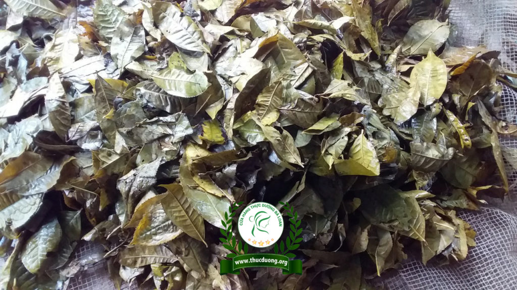 Lá trà già được chế biến và phơi khô